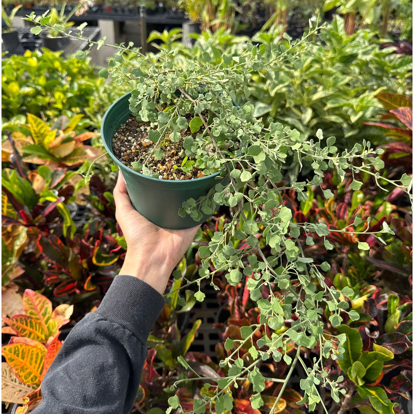 Chenopodium oahuense, 'Aweoweo papa
