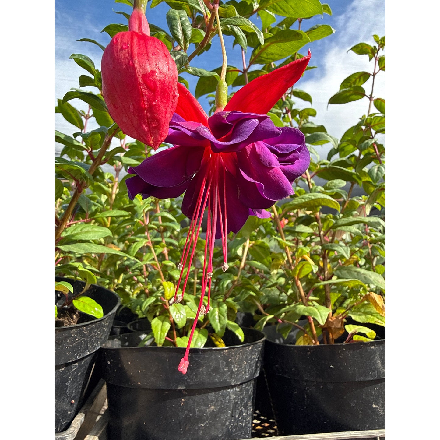 Fuchsia, “Giant Voodoo”