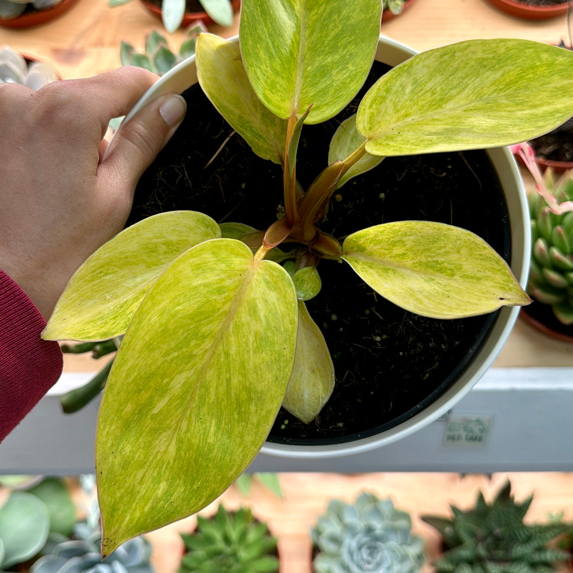 lady philodendron Philodendron 'Painted Lady'
