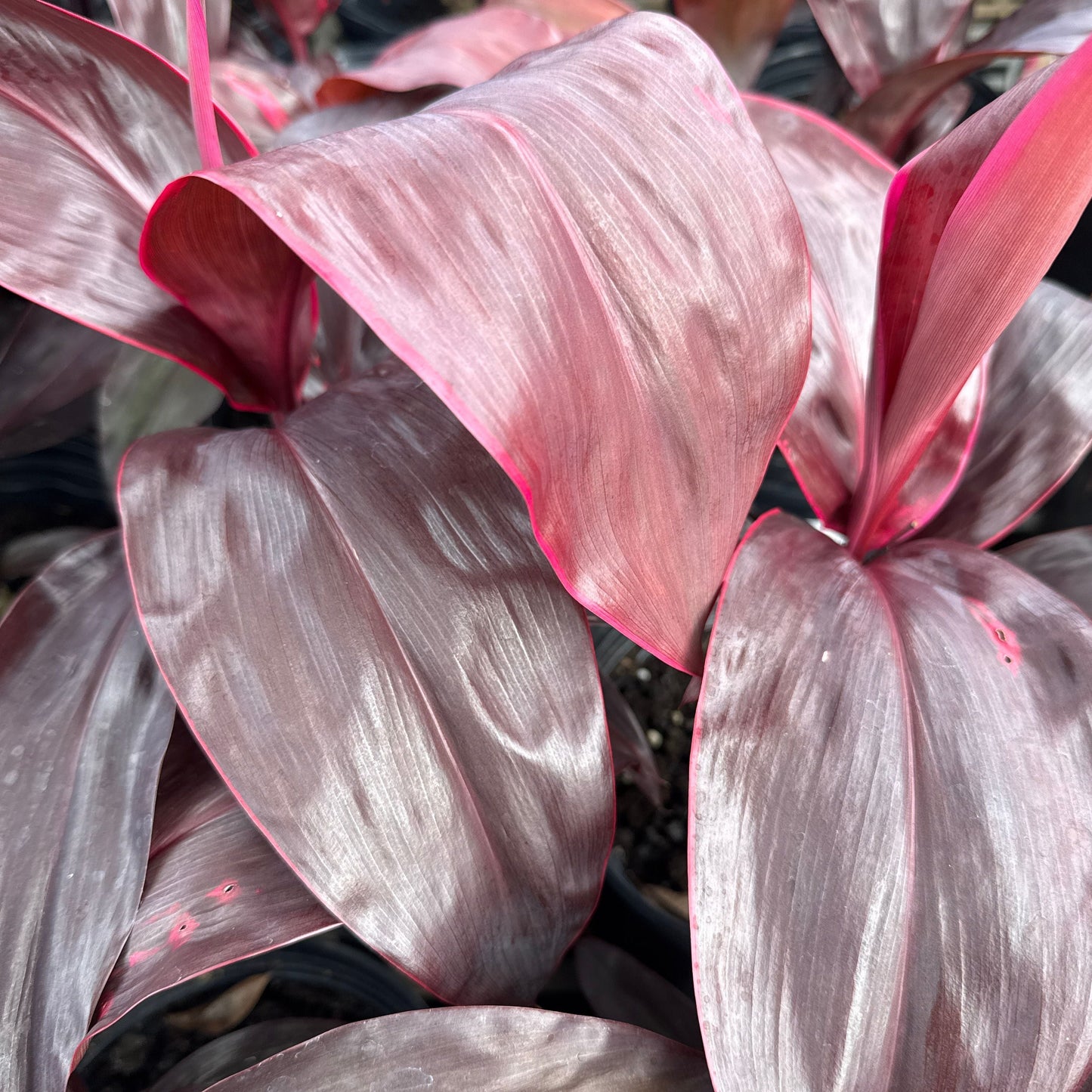 Ti Leaf 'Pearla'