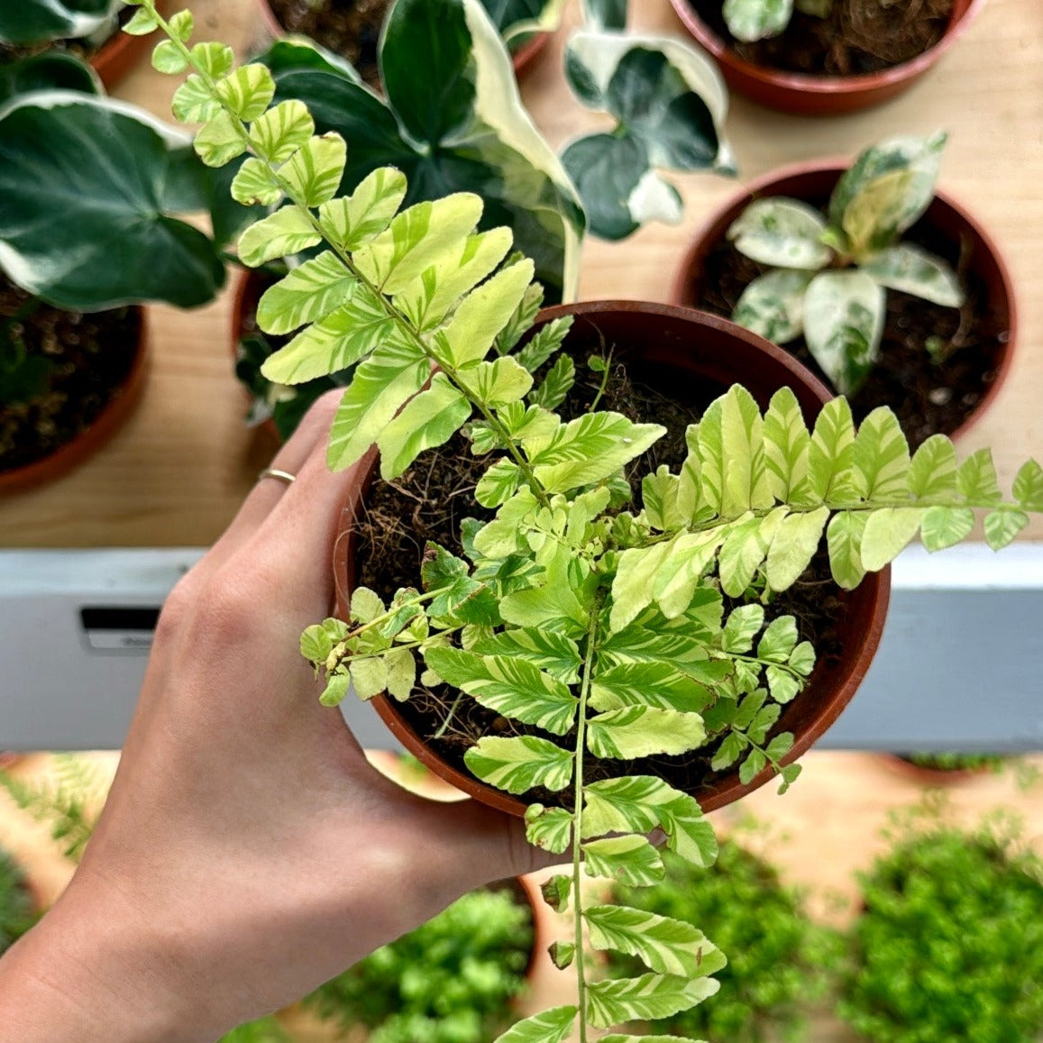 Nephrolepsis exaltata var "Tiger Fern"
