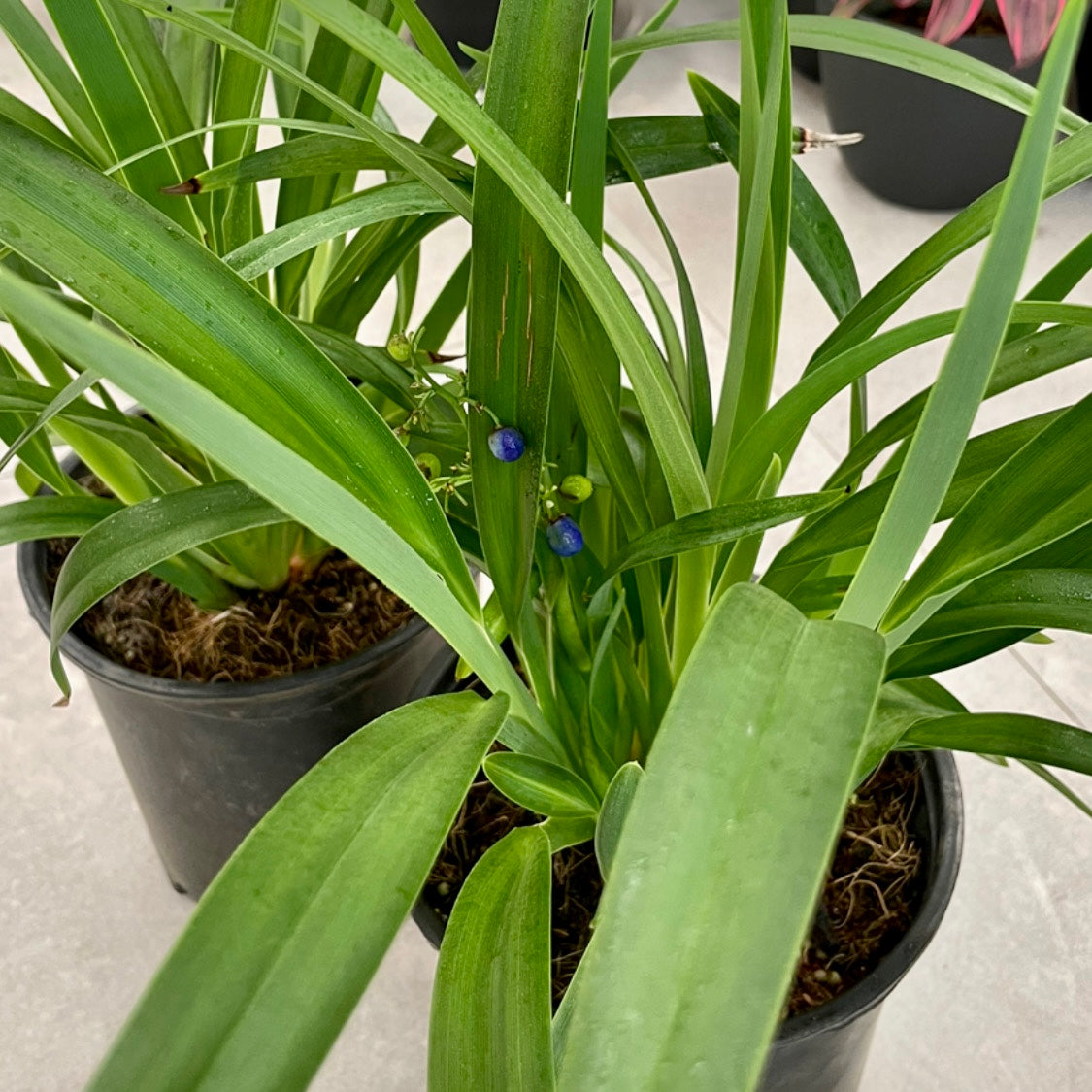 Uki uki, Dianella sandwicencis