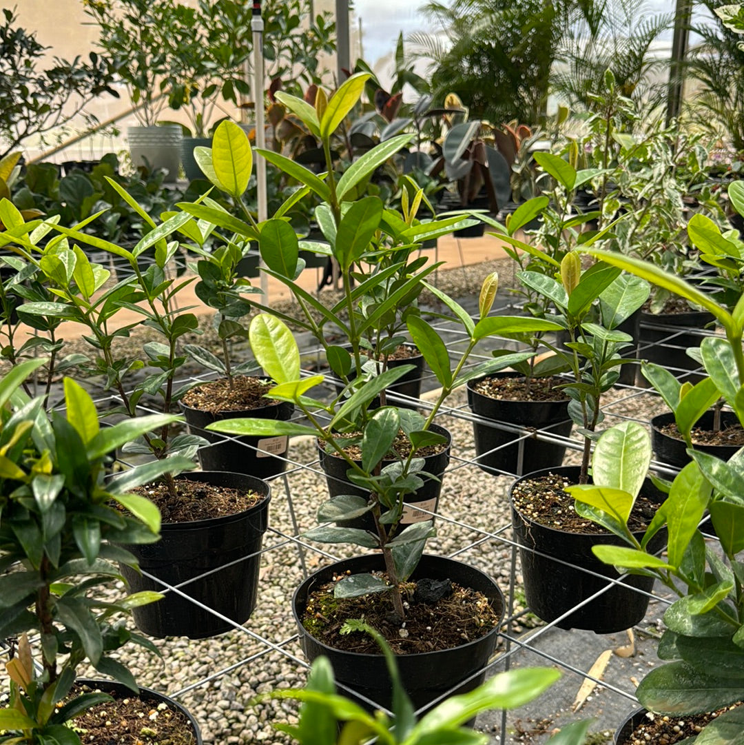 Dwarf Ixora "orange"