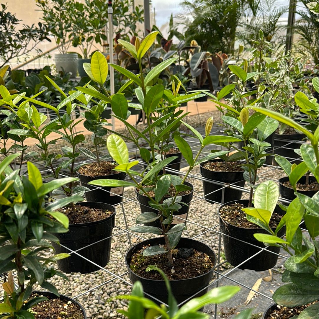 Dwarf Ixora "Orange"