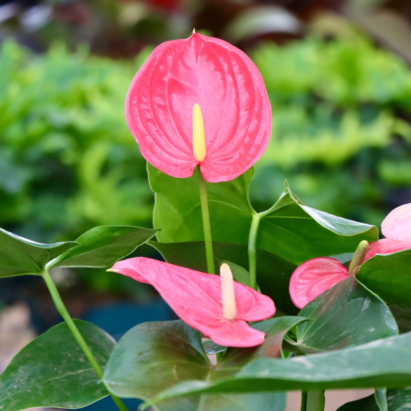 Anthurium, "Royal Pink Champion"