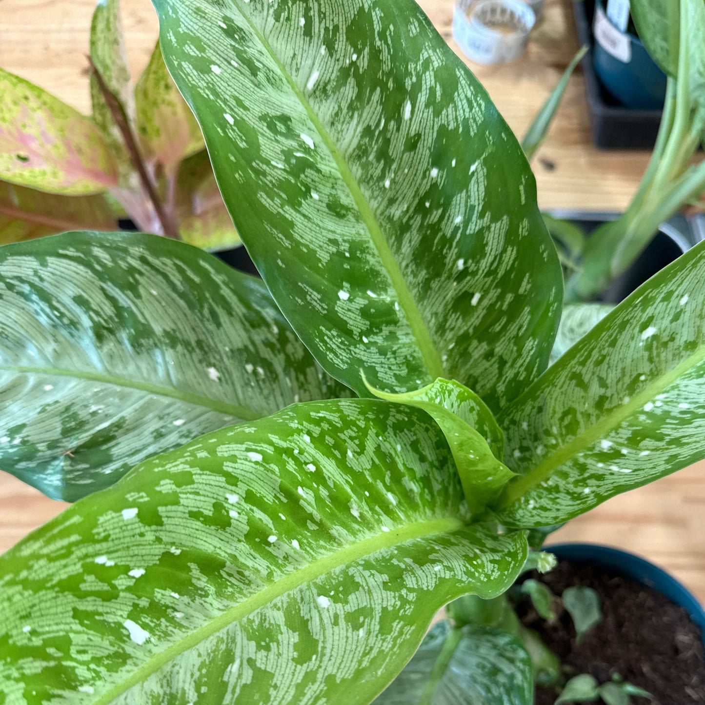 Dieffenbachia 'Snow'
