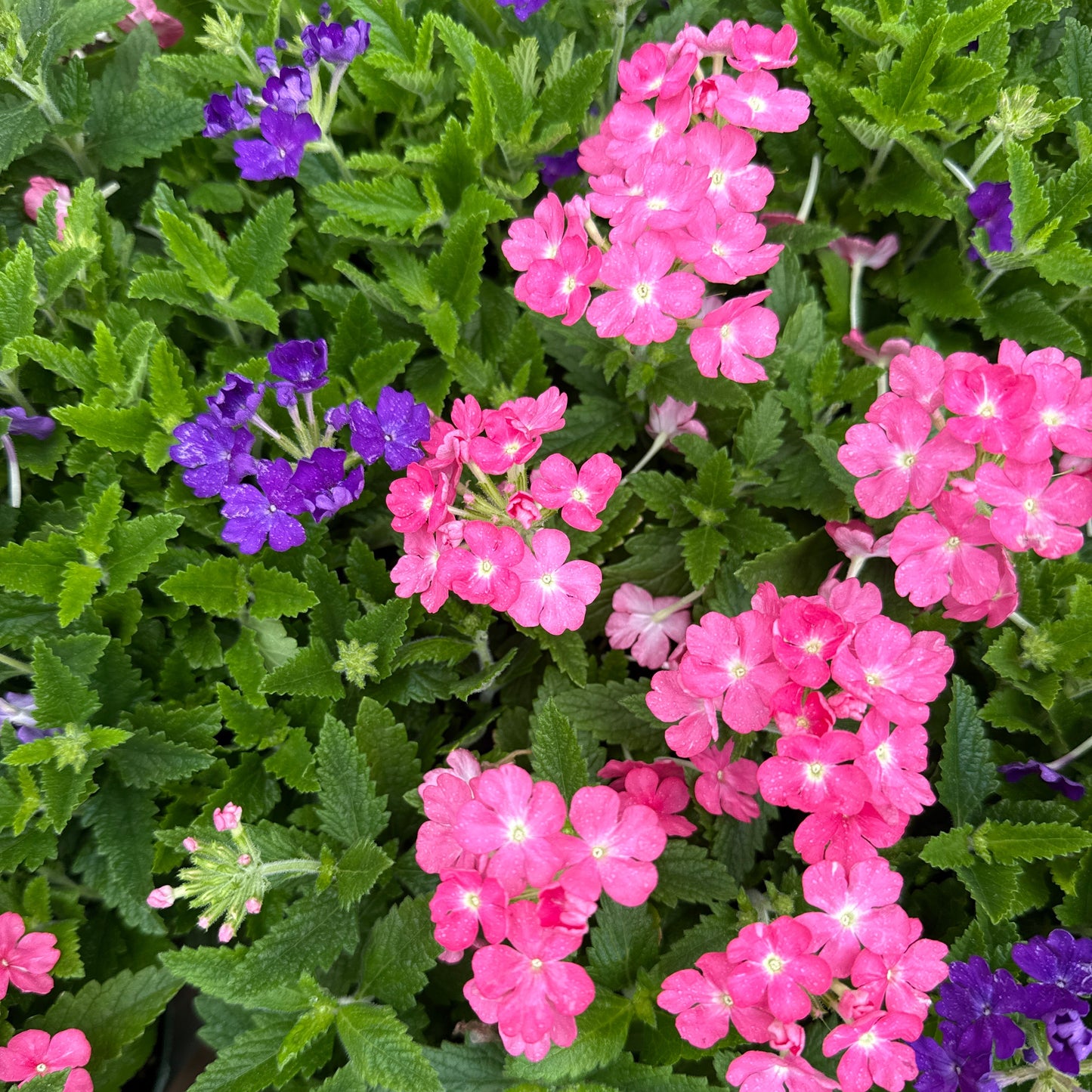 Vervain, "Verbena"