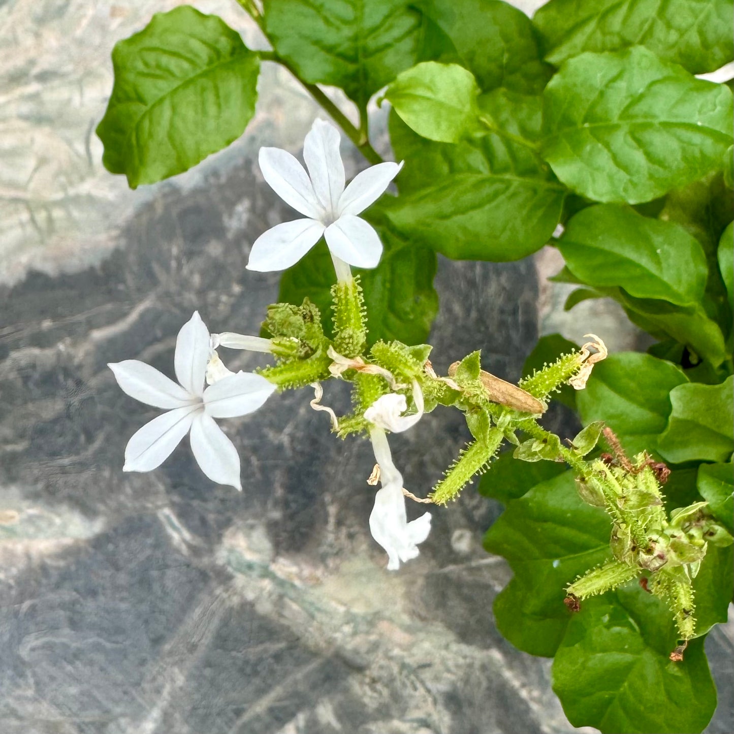 Plumbago zeylanica, Ilie'e