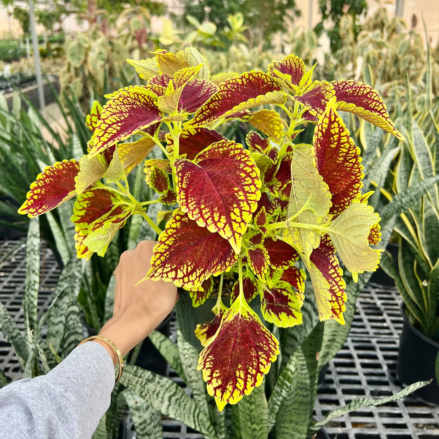 Coleus