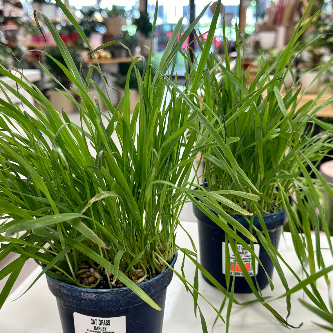 Cat Grass, "Oats"