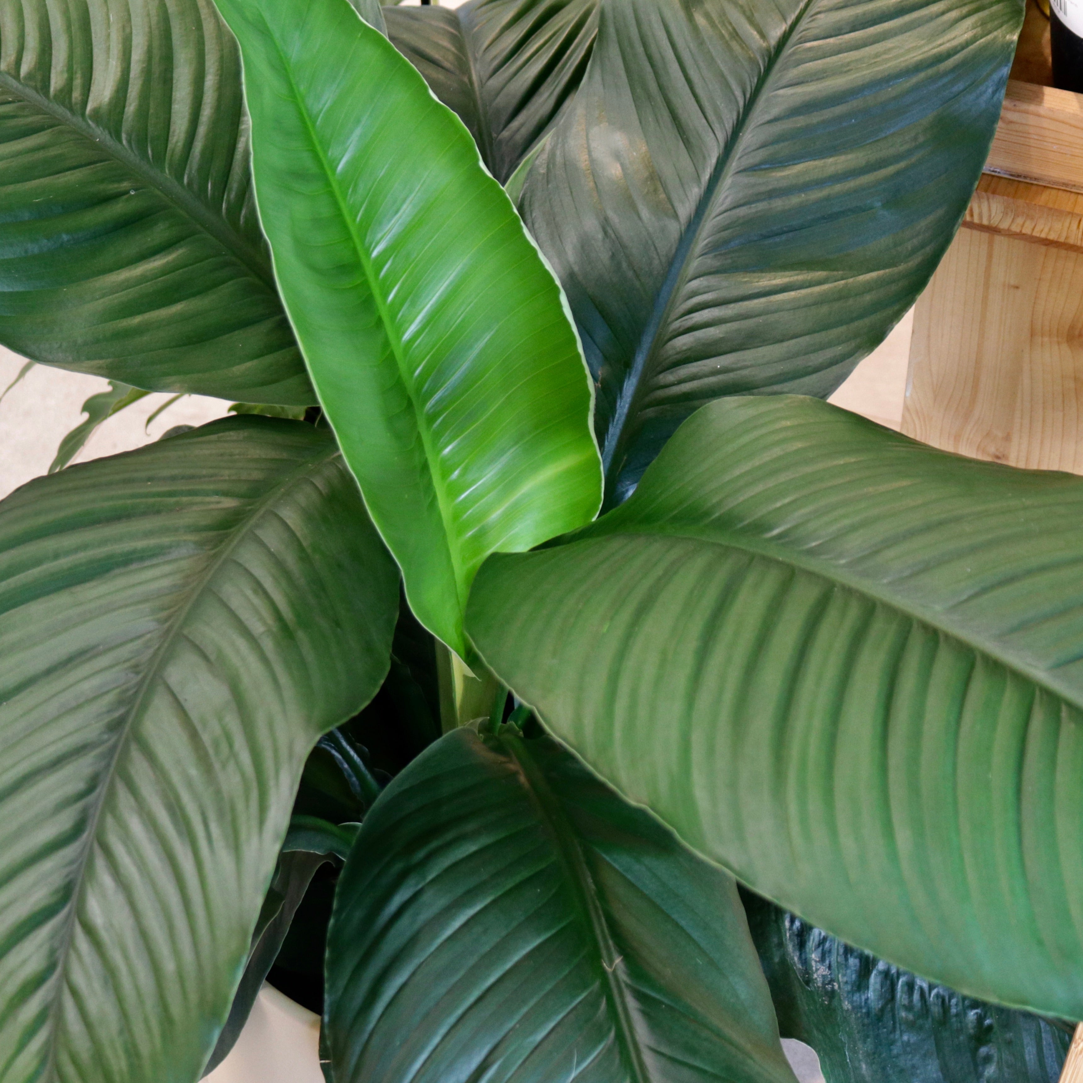 sensation peace lily flower Spathiphyllum, "Sensation" – Mari's Gardens