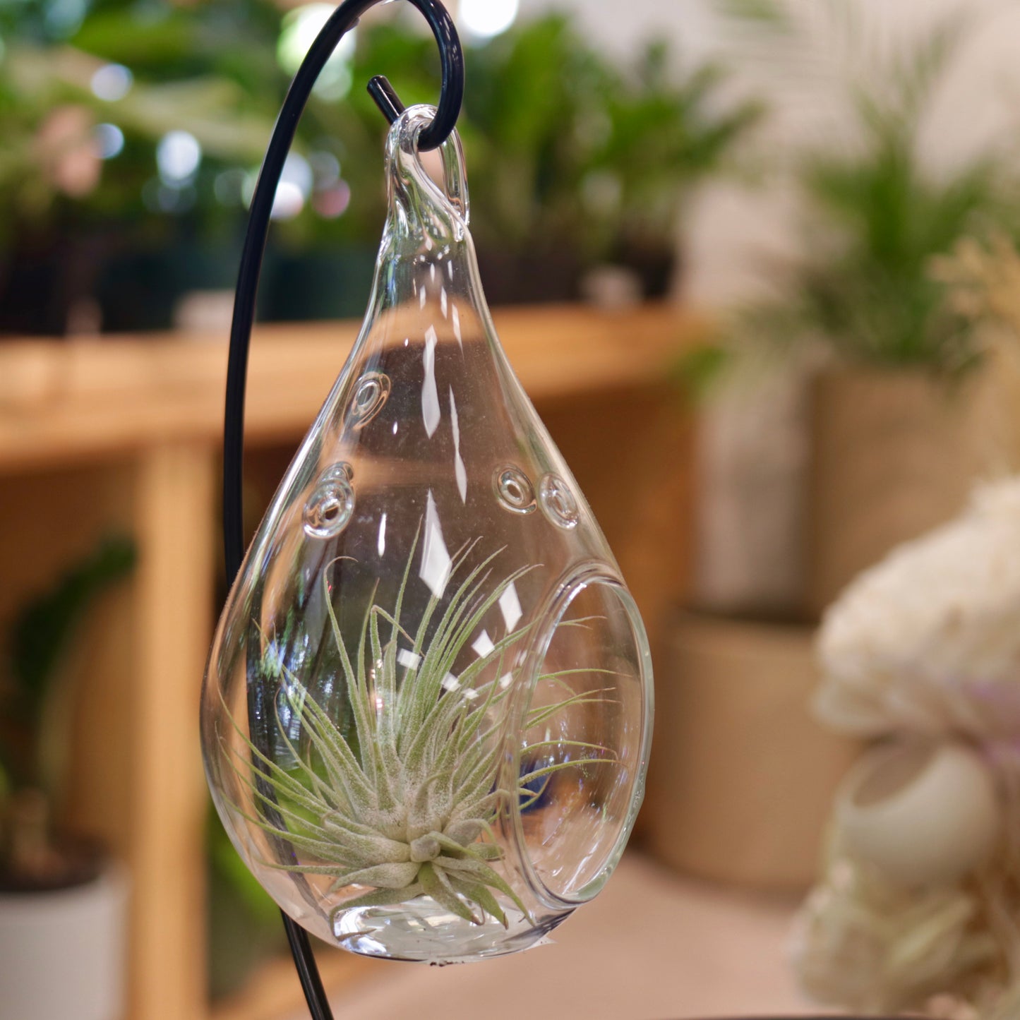 Glass Air Plant Hanger