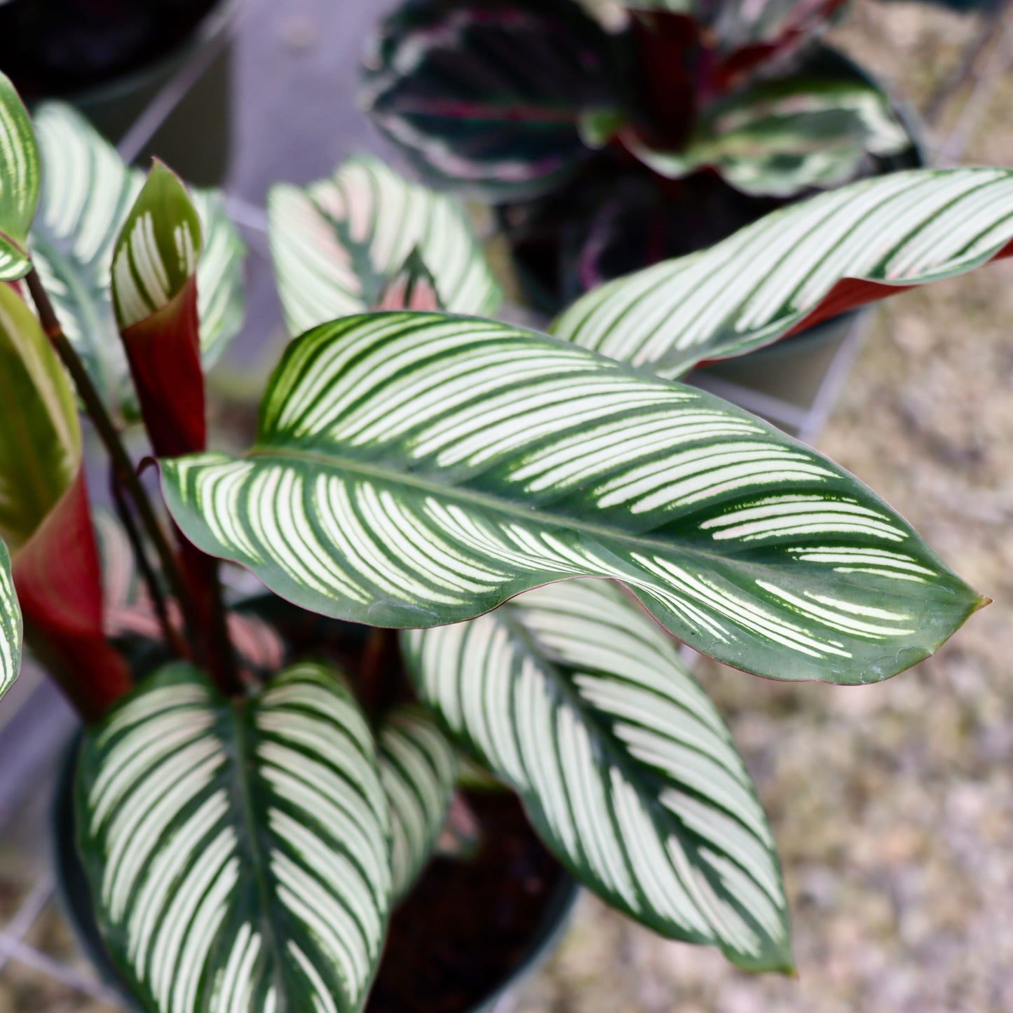 Calathea White Star
