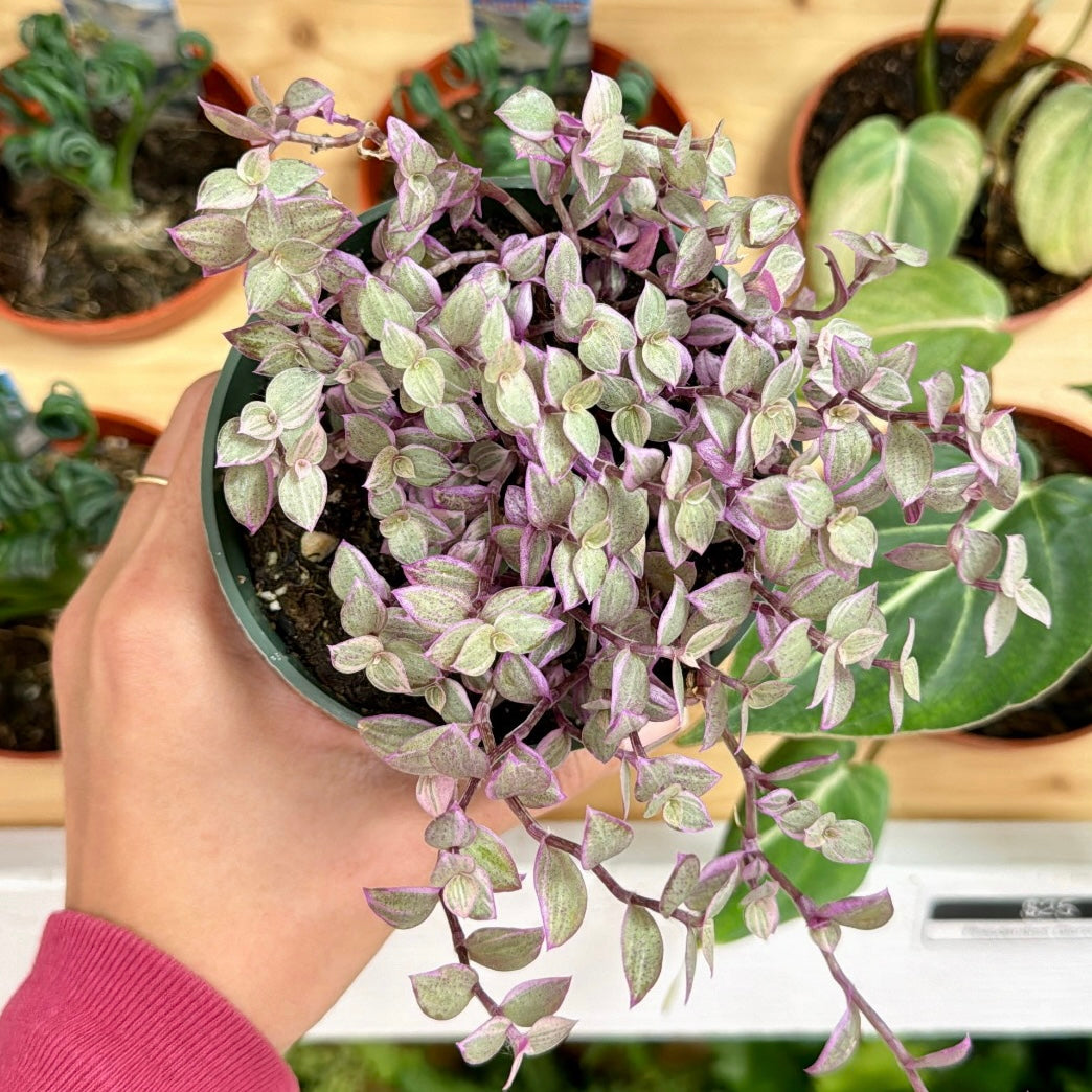 pink lady indoor plant Callisia repens 'Pink Panther'