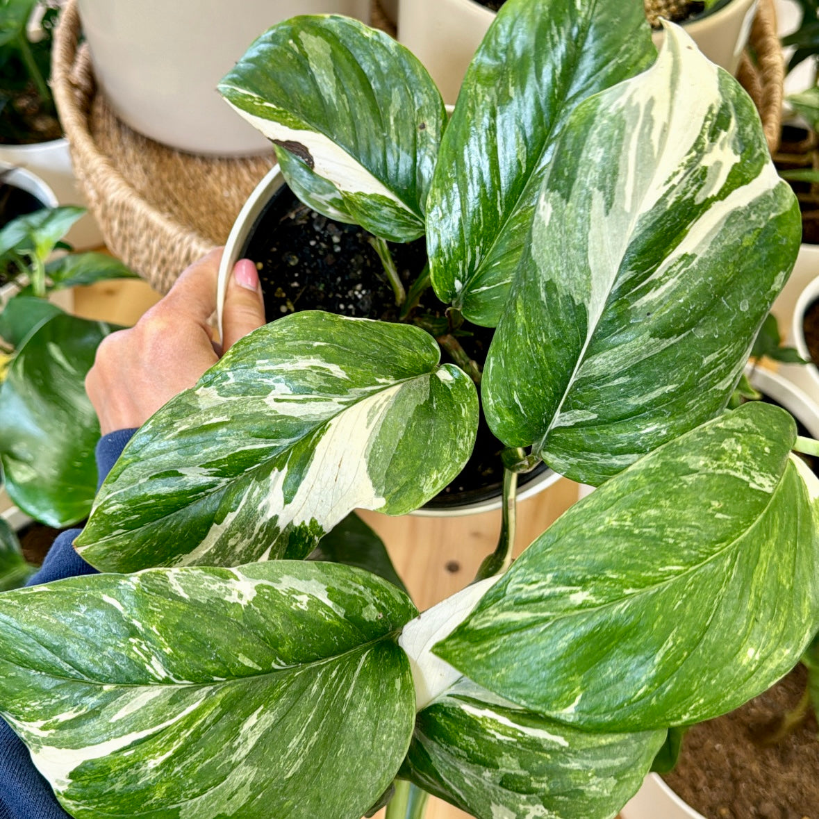 Monstera lechleriana, variegated