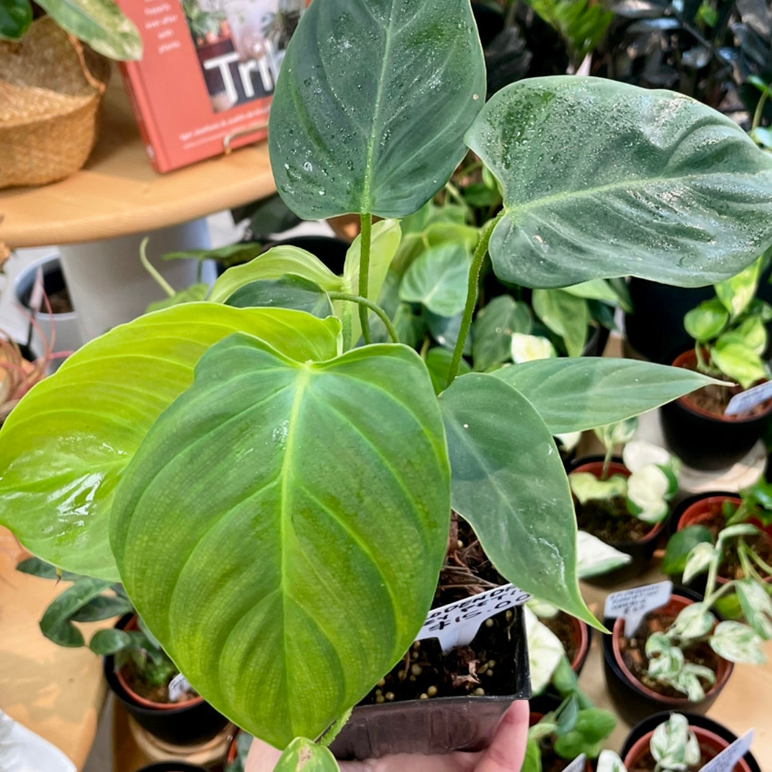Philodendron nangaritense, "Fuzzy Petiole"