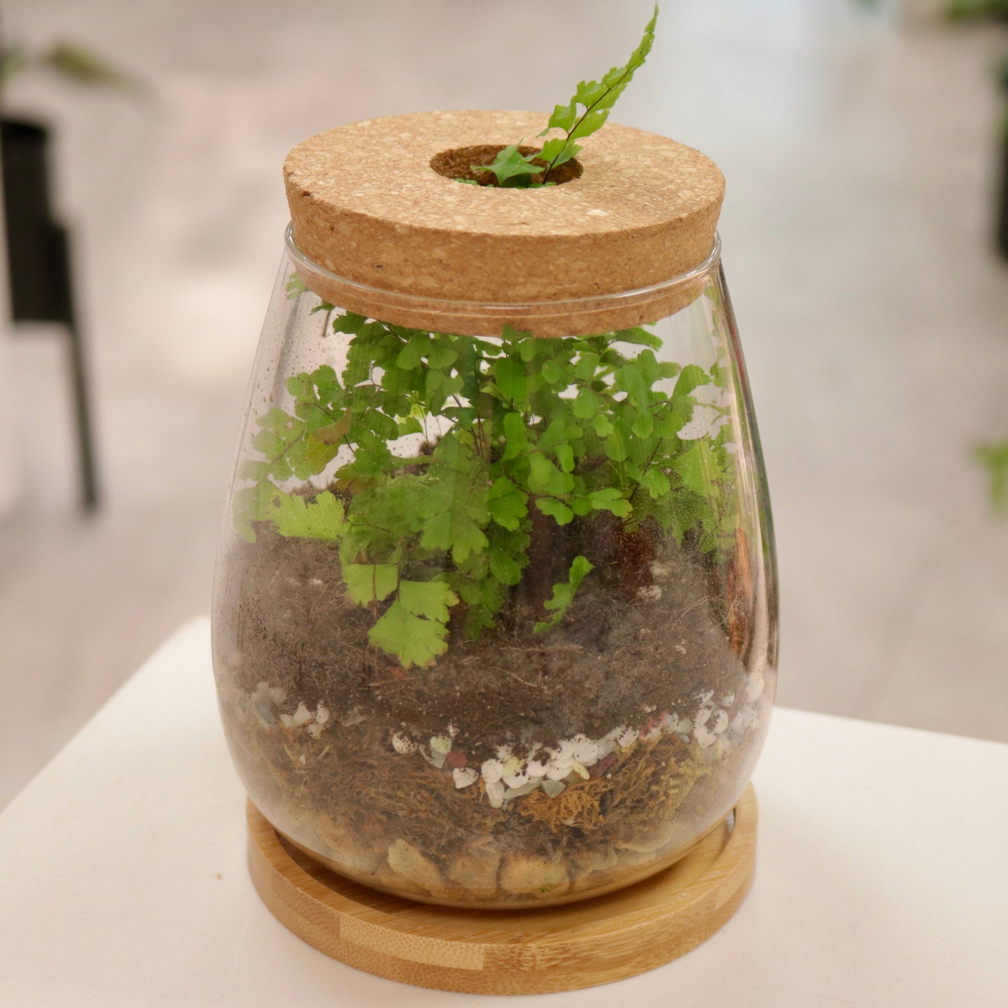 Desktop Plant Propagation Jars with Wooden Tray