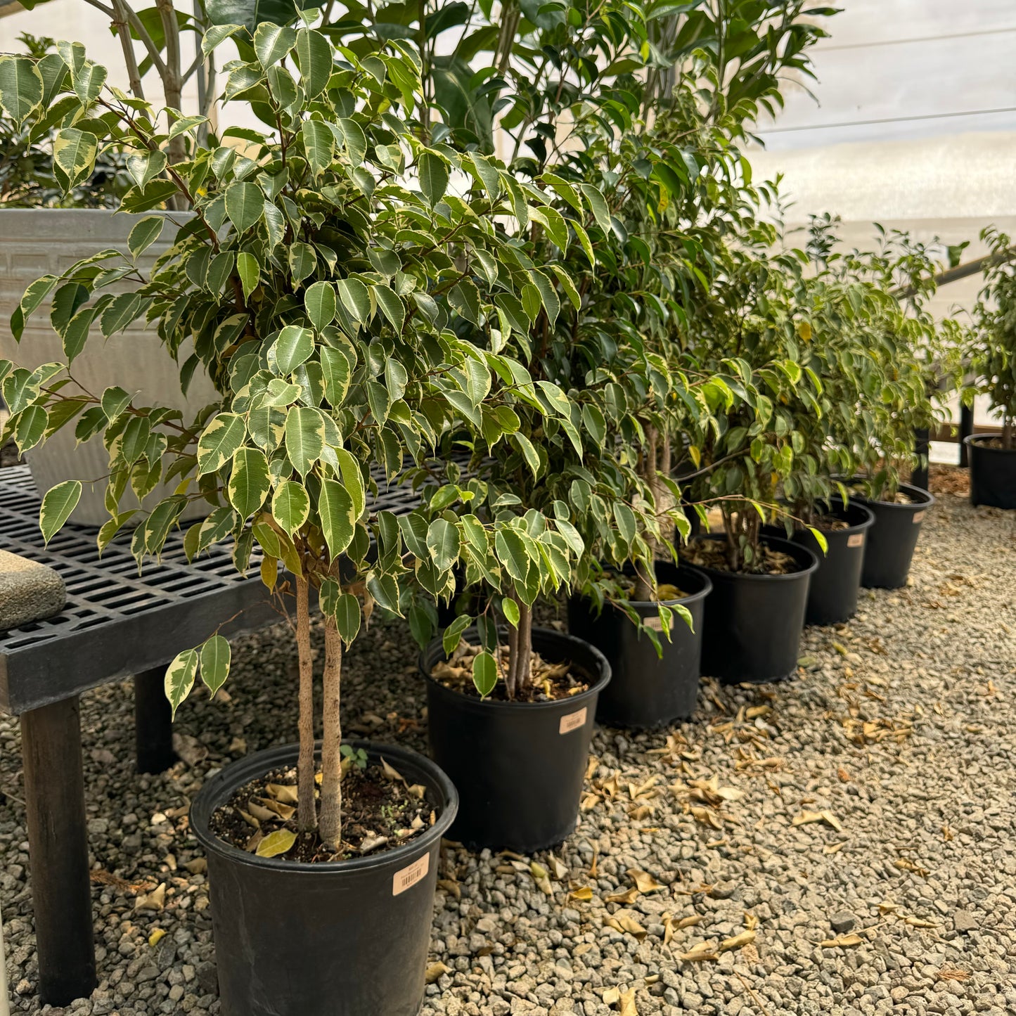 Ficus benjamina