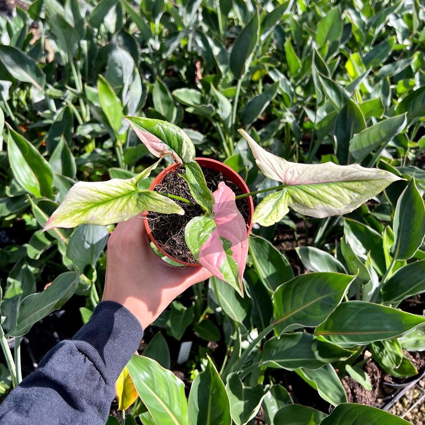 Syngonium, "Red Spot, Tricolor"