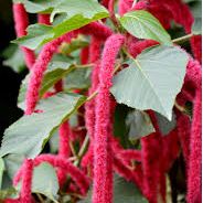 Acalypha hispida (Chenille Plant)