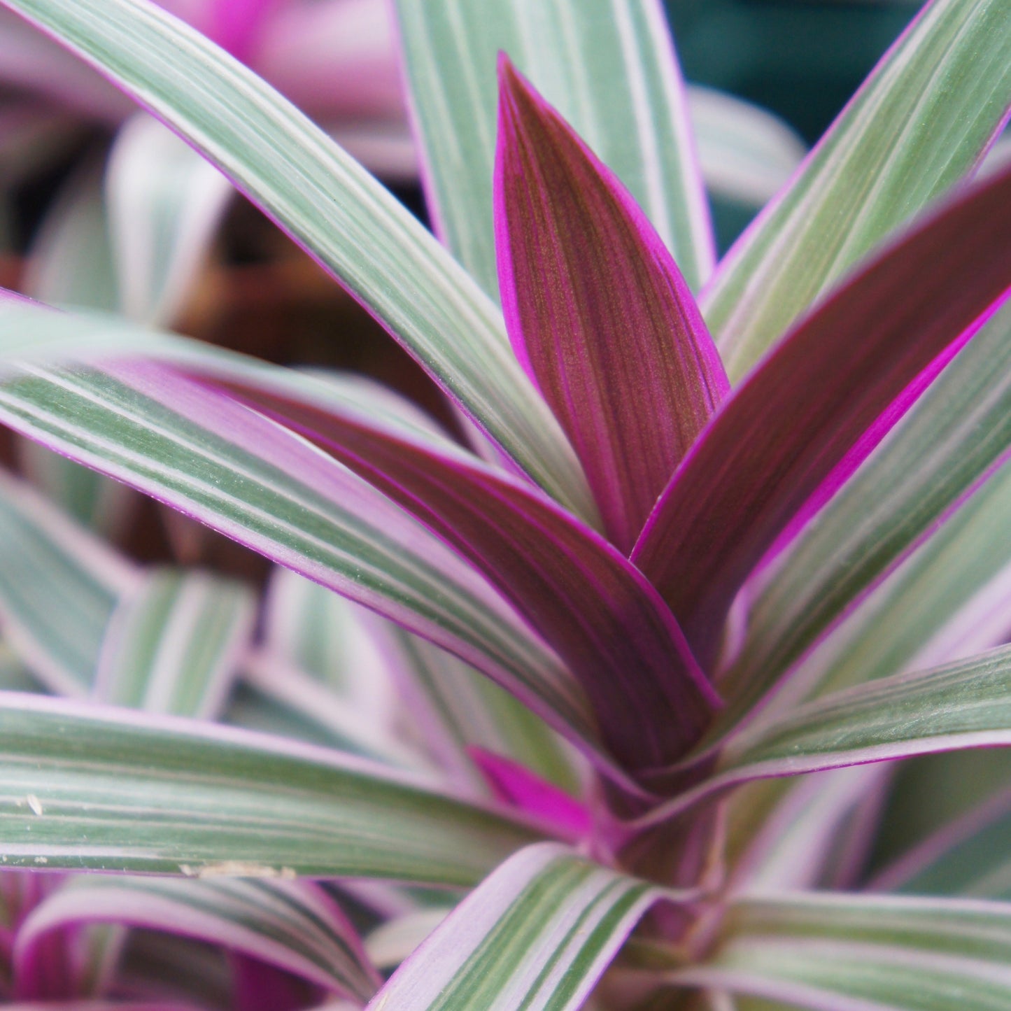 Tradescantia spathacea vitatta variegata, Rhoeo, "Oyster Plant"