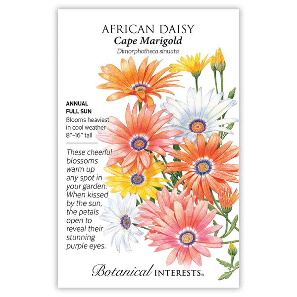 African Daisy, "Cape Marigold"