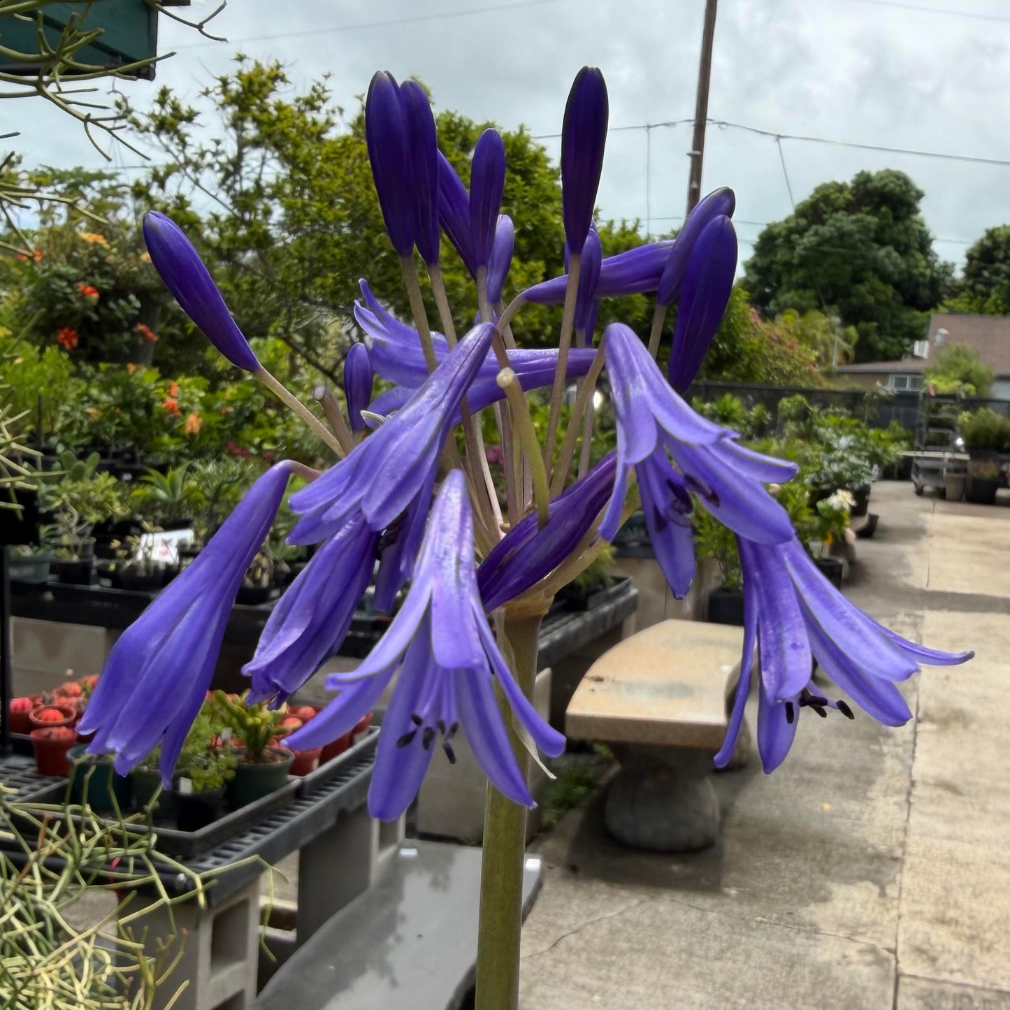 Agapanthus 'Storm Cloud'