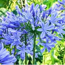Agapanthus 'Blue'