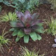 Alcantarea 'Volcano Mist'
