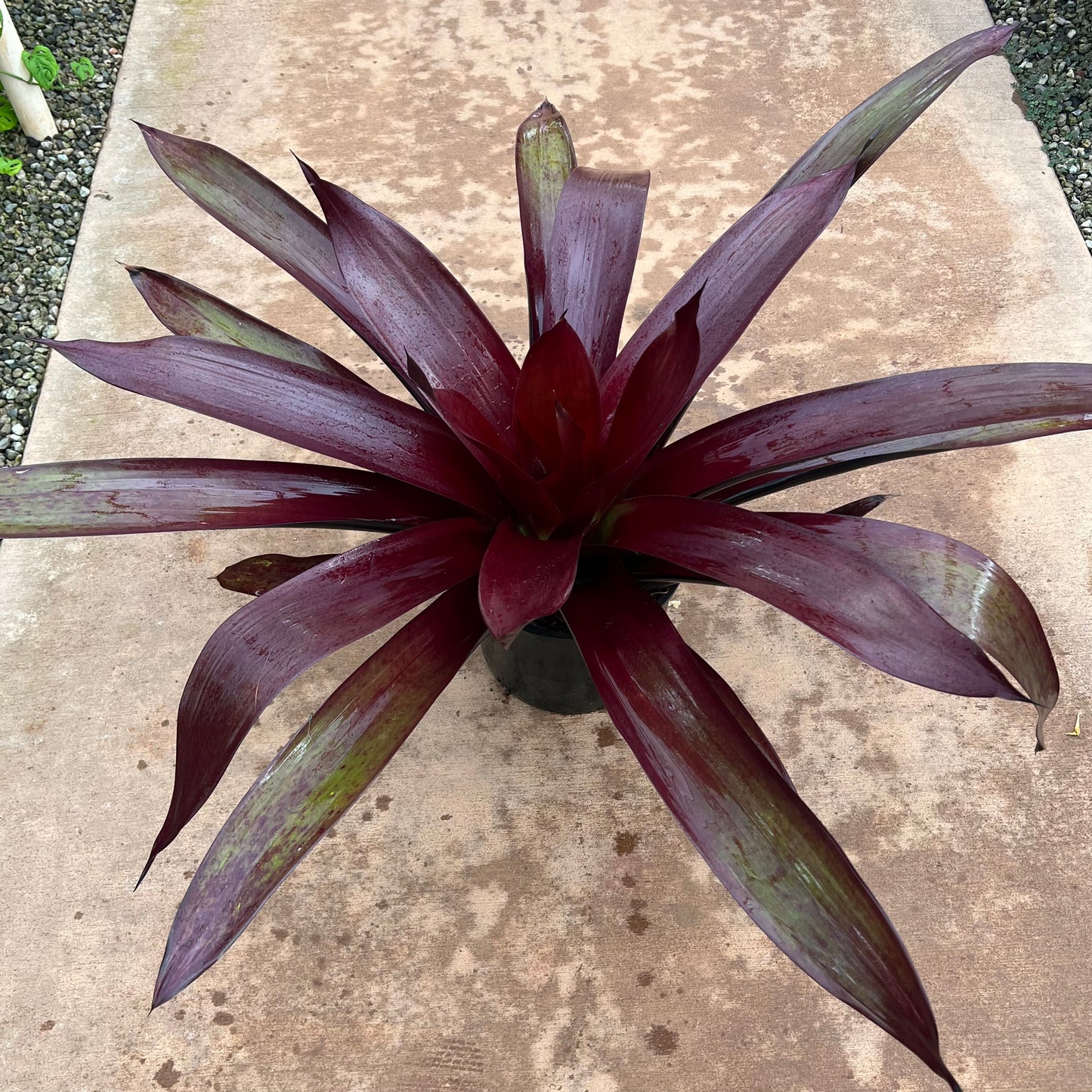 Bromeliad 'Vriesea sanguinolenta'