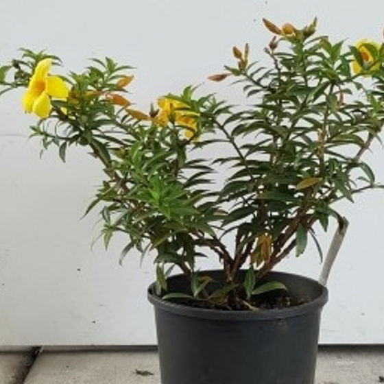 Allamanda cathartica 'Compacta'