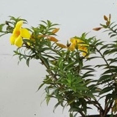 Allamanda cathartica 'Compacta'
