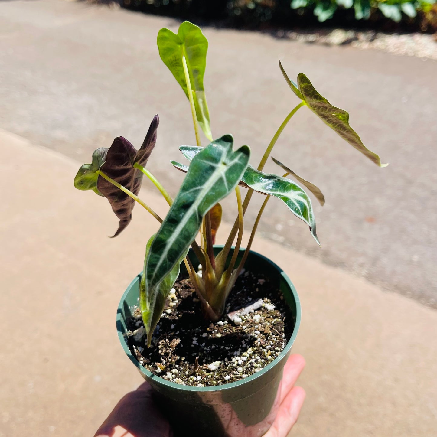 Alocasia "Fairy"