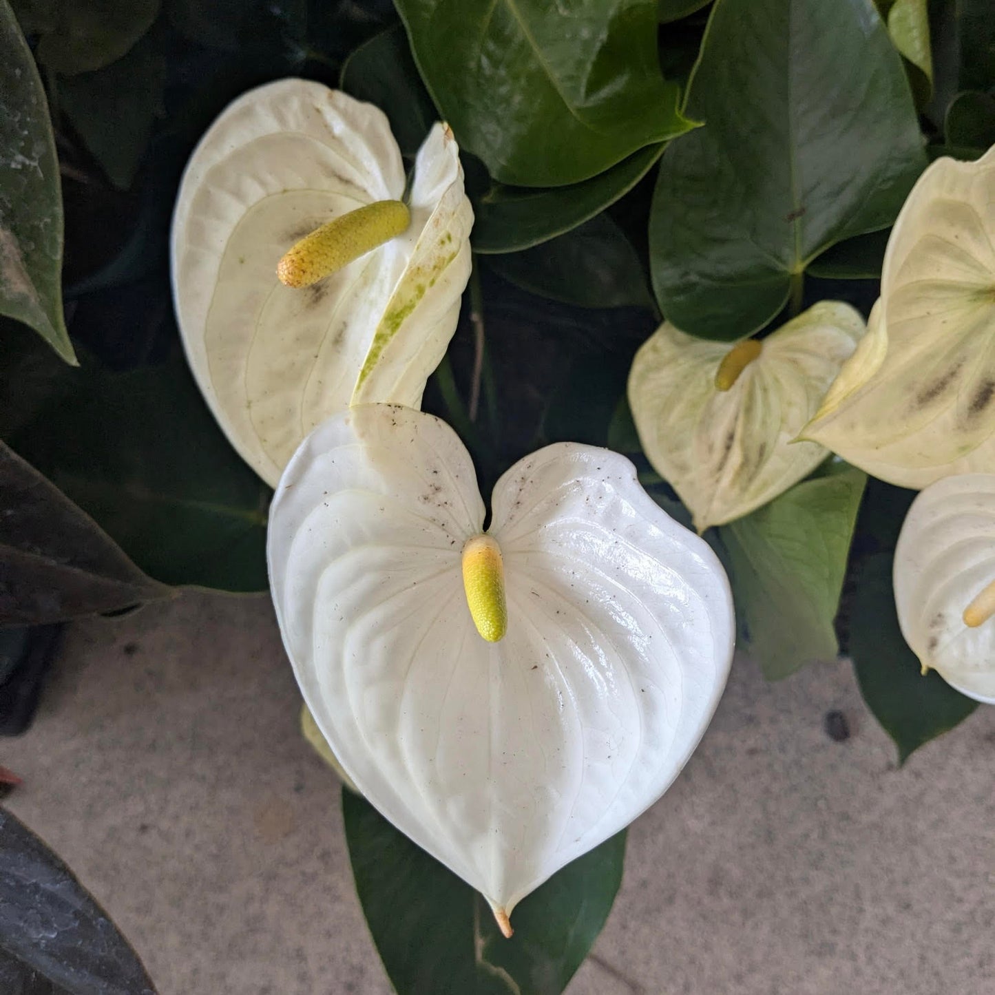 Anthurium 'Alpine'