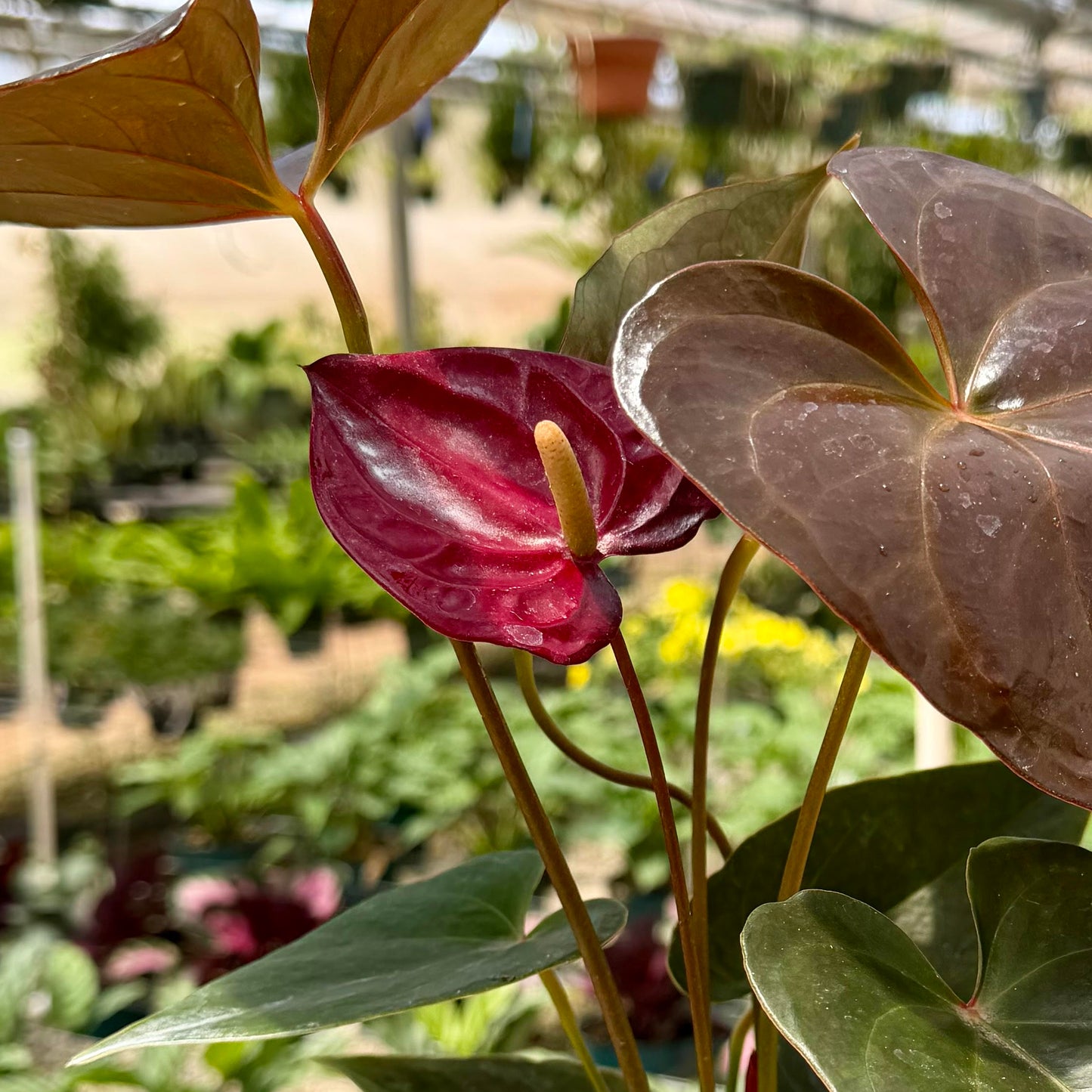 Anthurium 'Delicata'