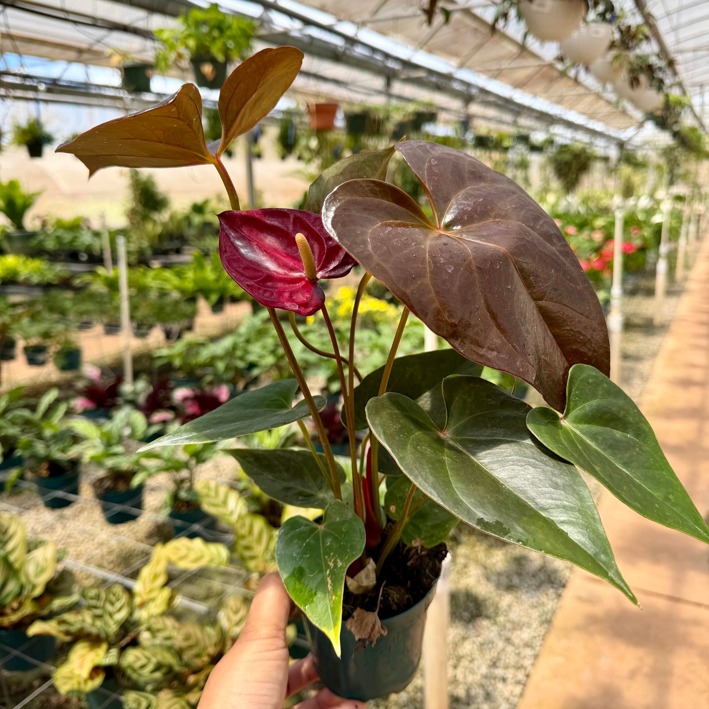 Anthurium 'Delicata'