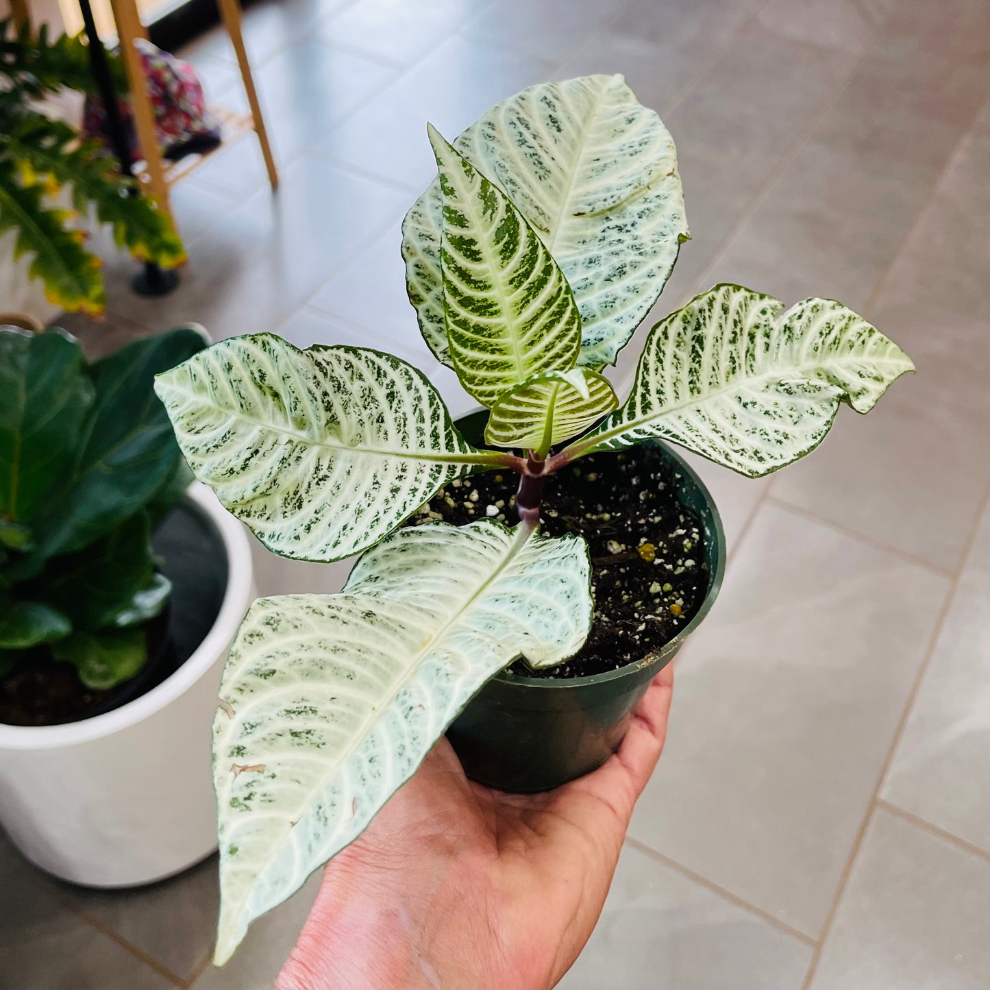 Aphelandra 'Whitewash'