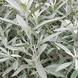 Artemisia ludoviciana 'Estafiate'