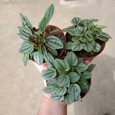 Peperomia, Assorted