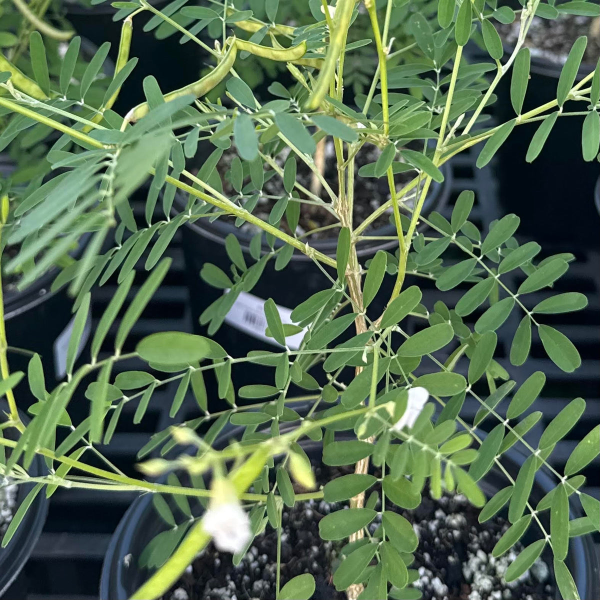 Tephrosia purpurea, Auhuhu