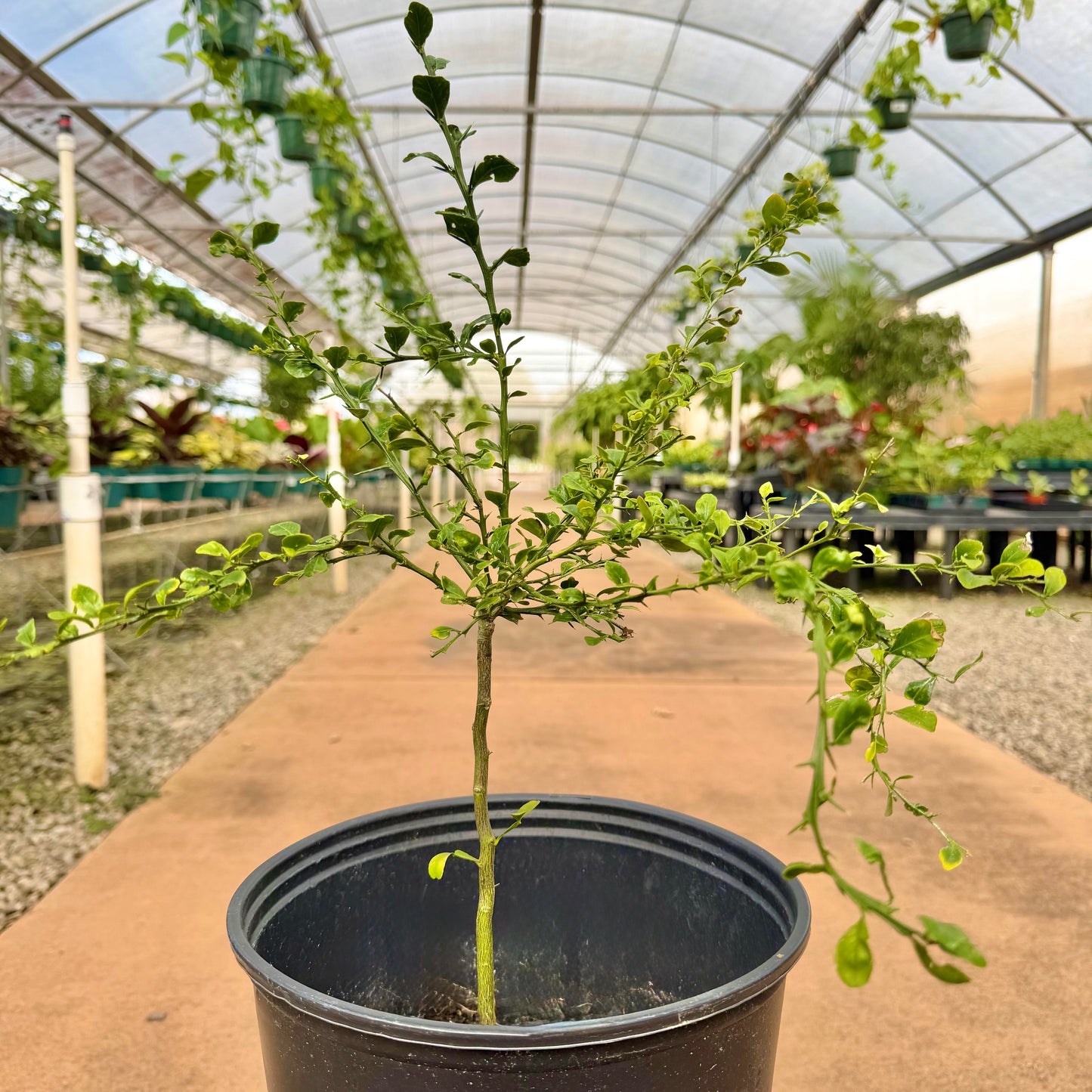 Australian Finger Lime Semi Dwarf