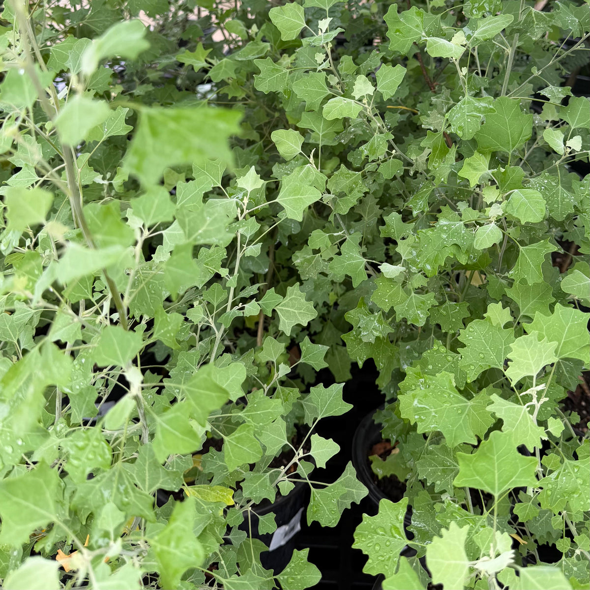 Chenopodium oahuense, 'Aweoweo papa