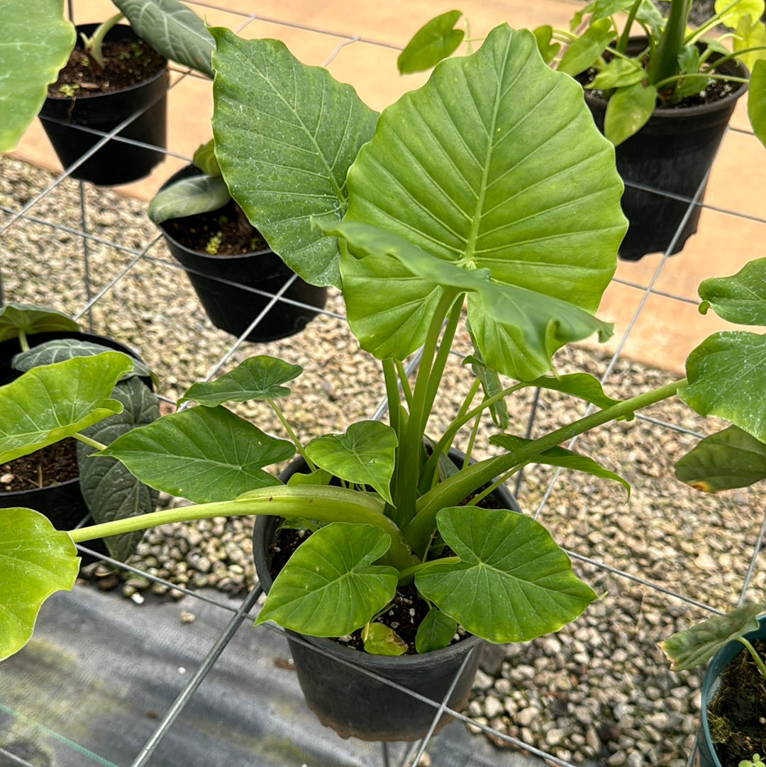 Alocasia odora