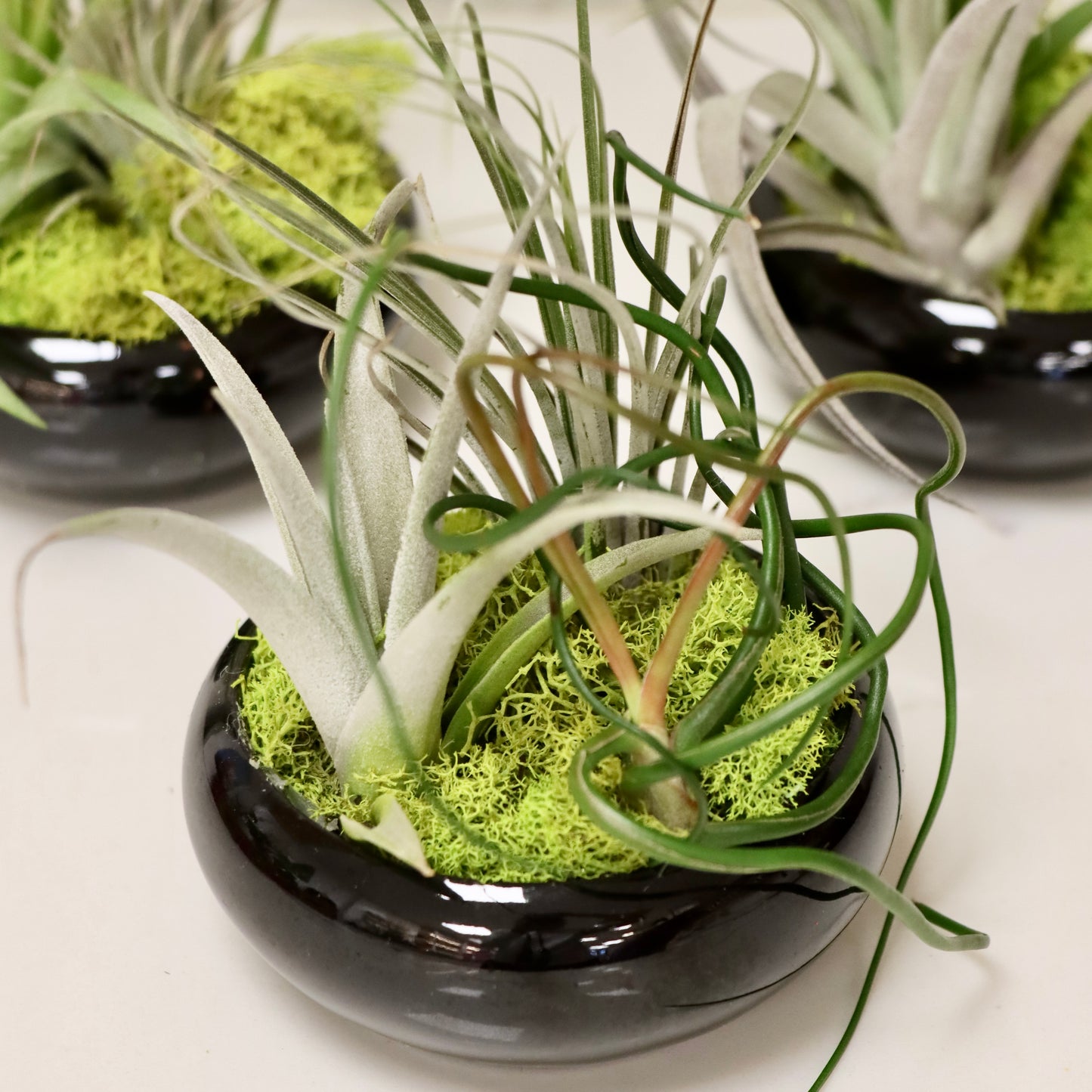 Open Terrarium Air Plant Arrangement