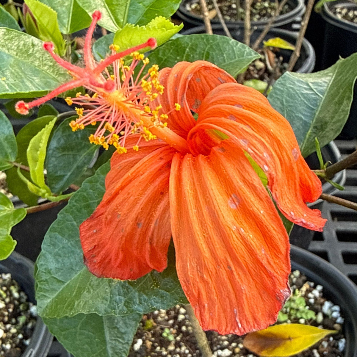 Hibiscus kokio 'St. johnianus'