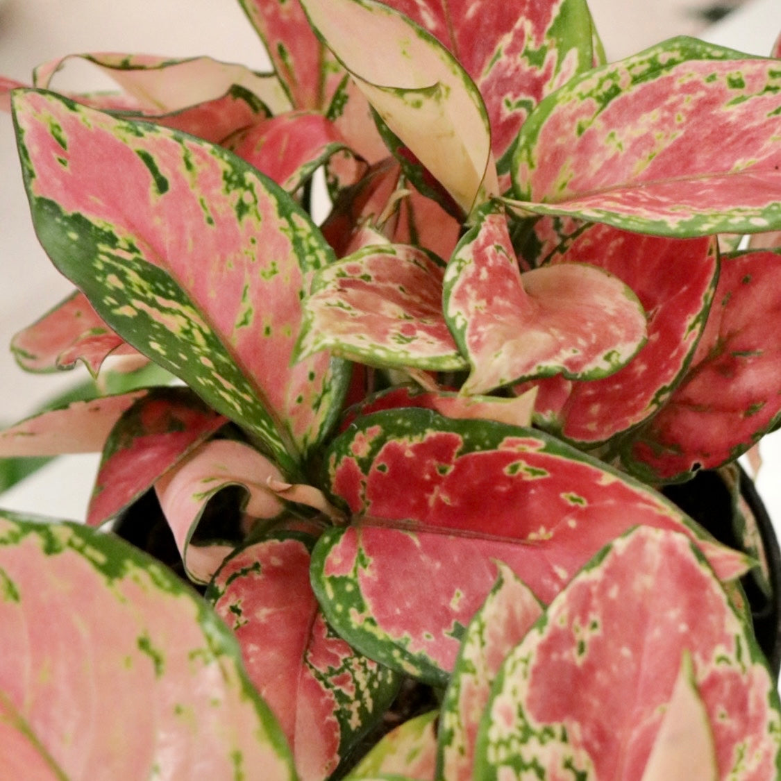 aglaonema pink wishes Aglaonema 'Wishes' – Mari's Gardens