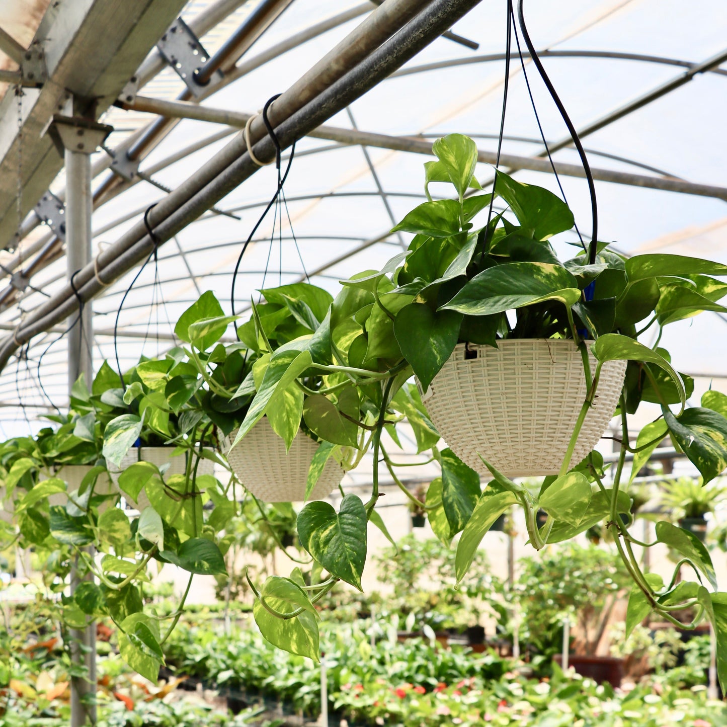 Epipremnum aureum, "Golden Pothos"