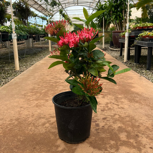 Ixora coccinea, Assorted