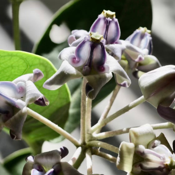 Crown Flower, "White"