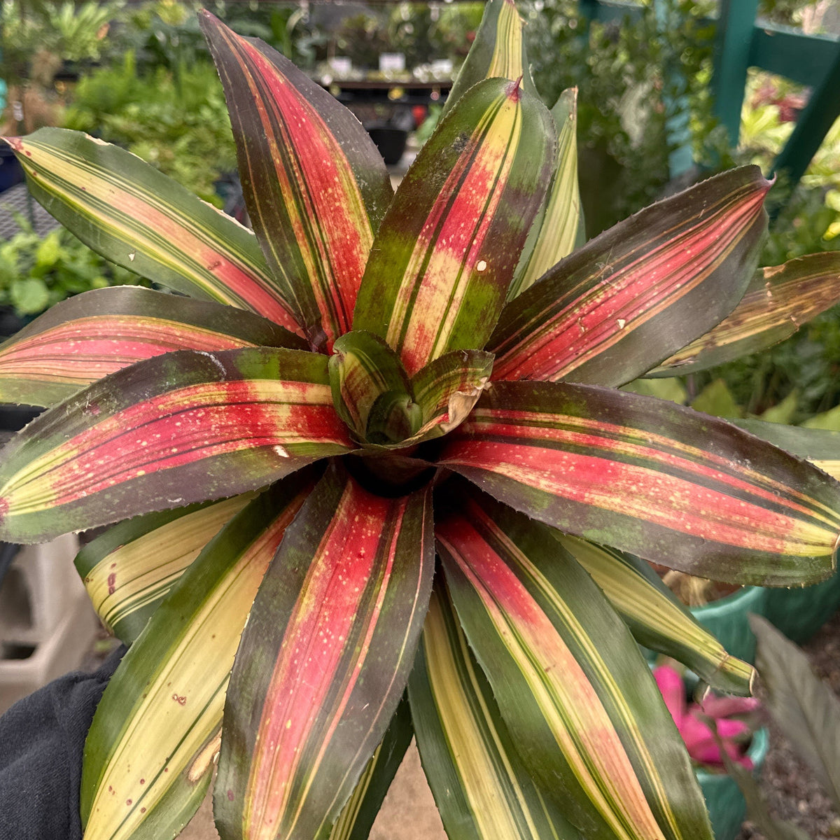 Neoregelia'Kohala Dawn'